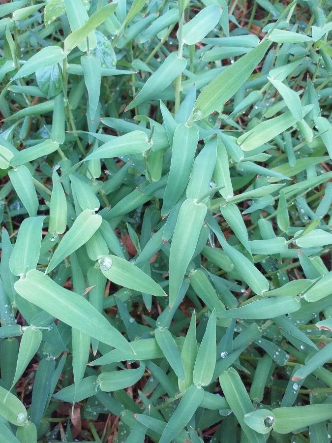 Hygroryza aristata — search result for 'Cambodia'