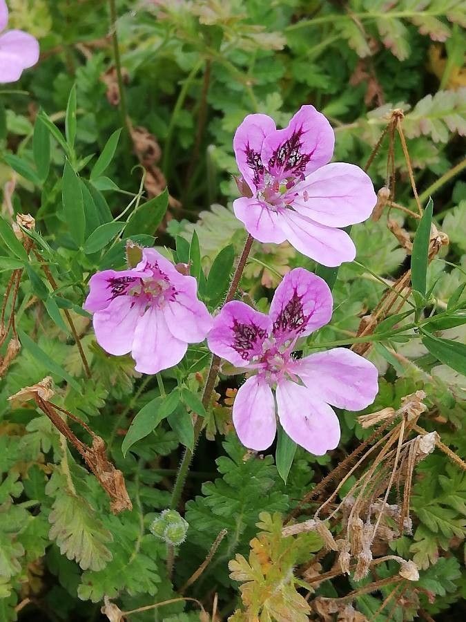 Erodium cazorlanum — search result for 'Erodium'