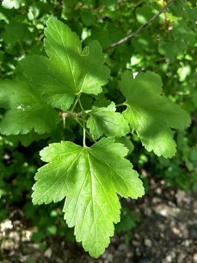 Ribes californicum — search result for 'Ribes'