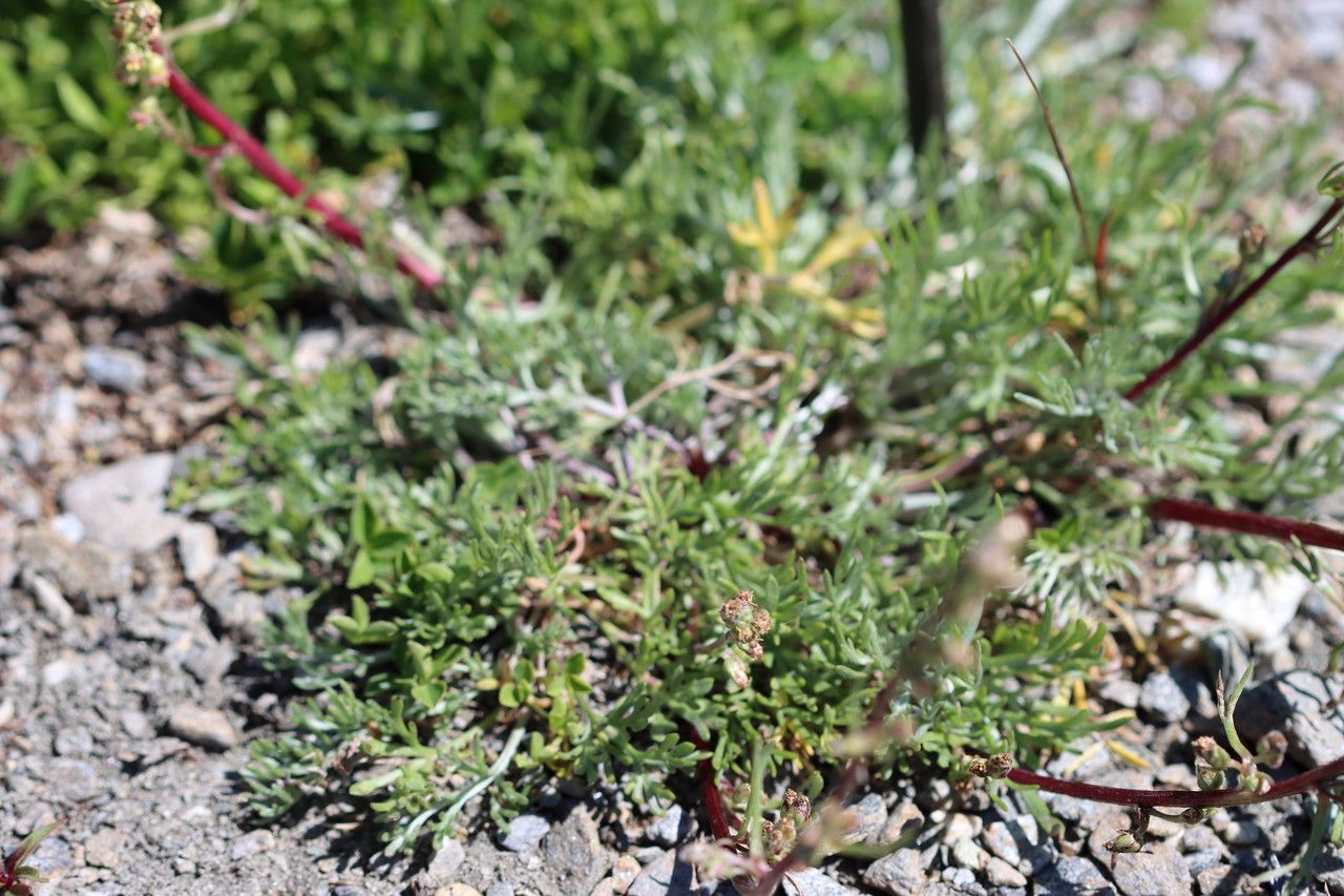 Artemisia borealis — search result for 'and Greenland'