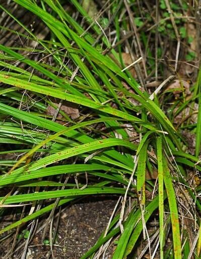 Cordyline pumilio — houseplant care guide