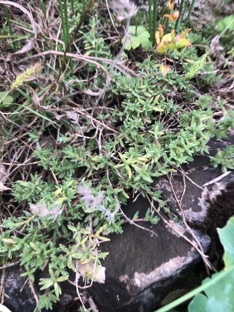 Satureja rumelica — search result for 'Satureja'