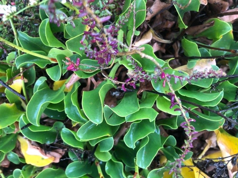 Limonium bellidifolium — search result for 'Plumbaginaceae'