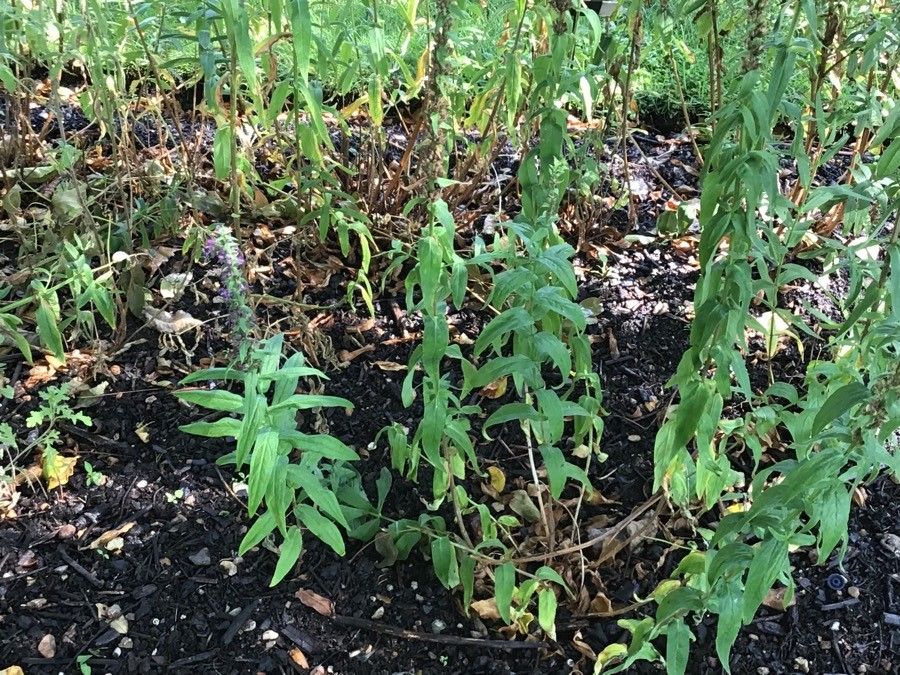 Cuphea llavea — search result for 'Cuphea'