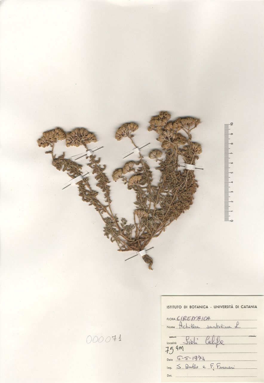 Achillea santolina habit