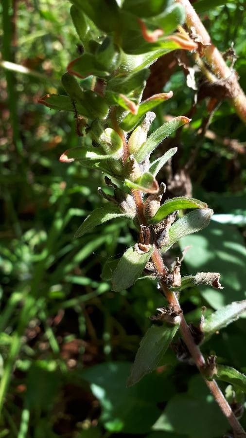Castilleja applegatei habit
