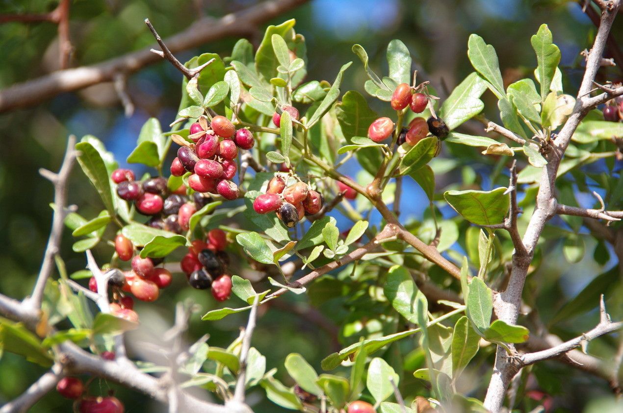 Rhus tripartita fruit
