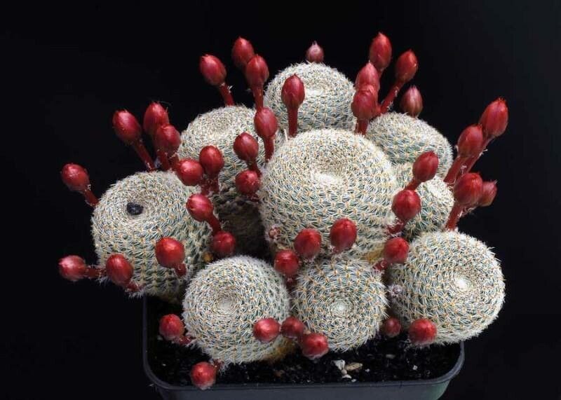 Aylostera narvaecense habit