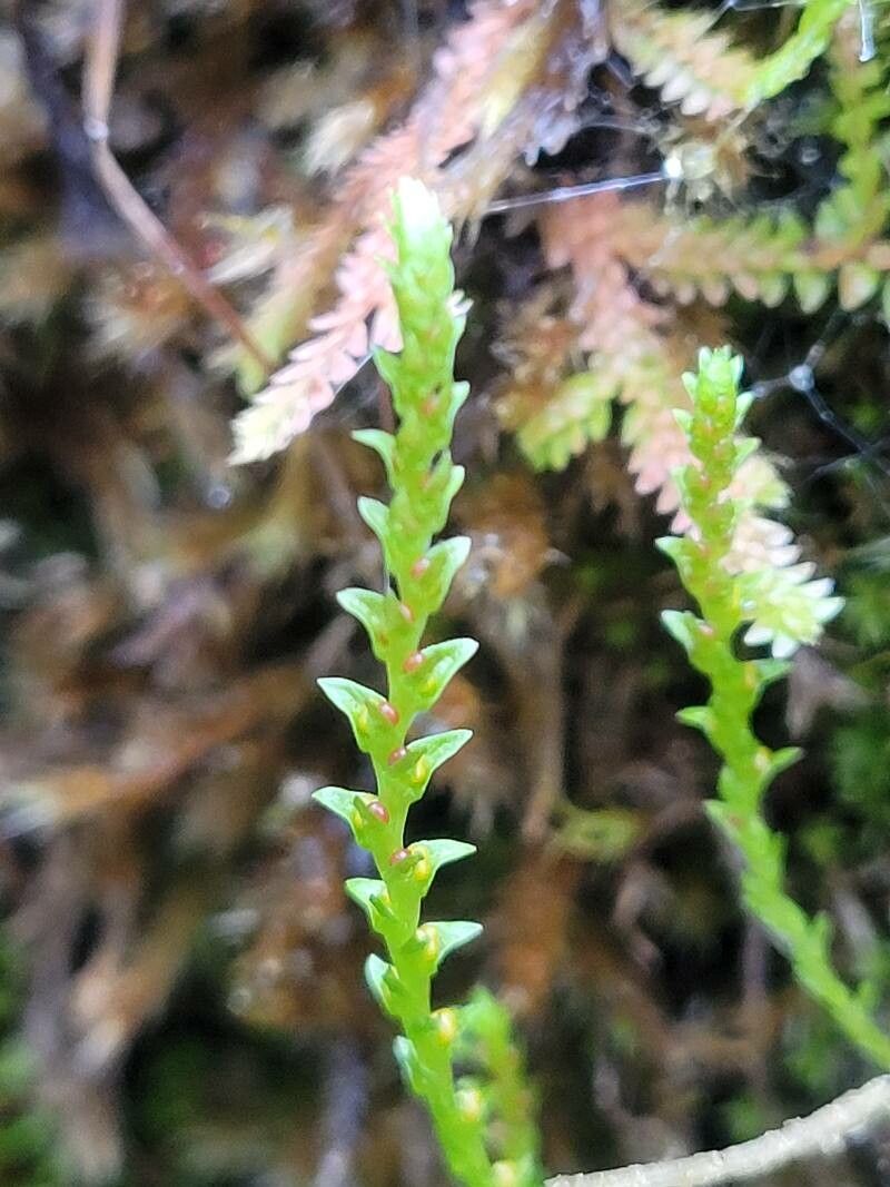 Selaginella helvetica flower