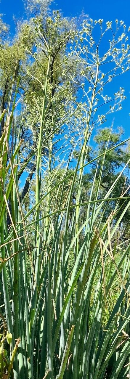 Eryngium pandanifolium habit