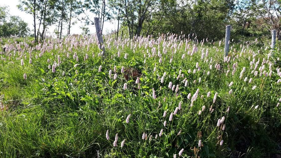 Persicaria bistorta habit
