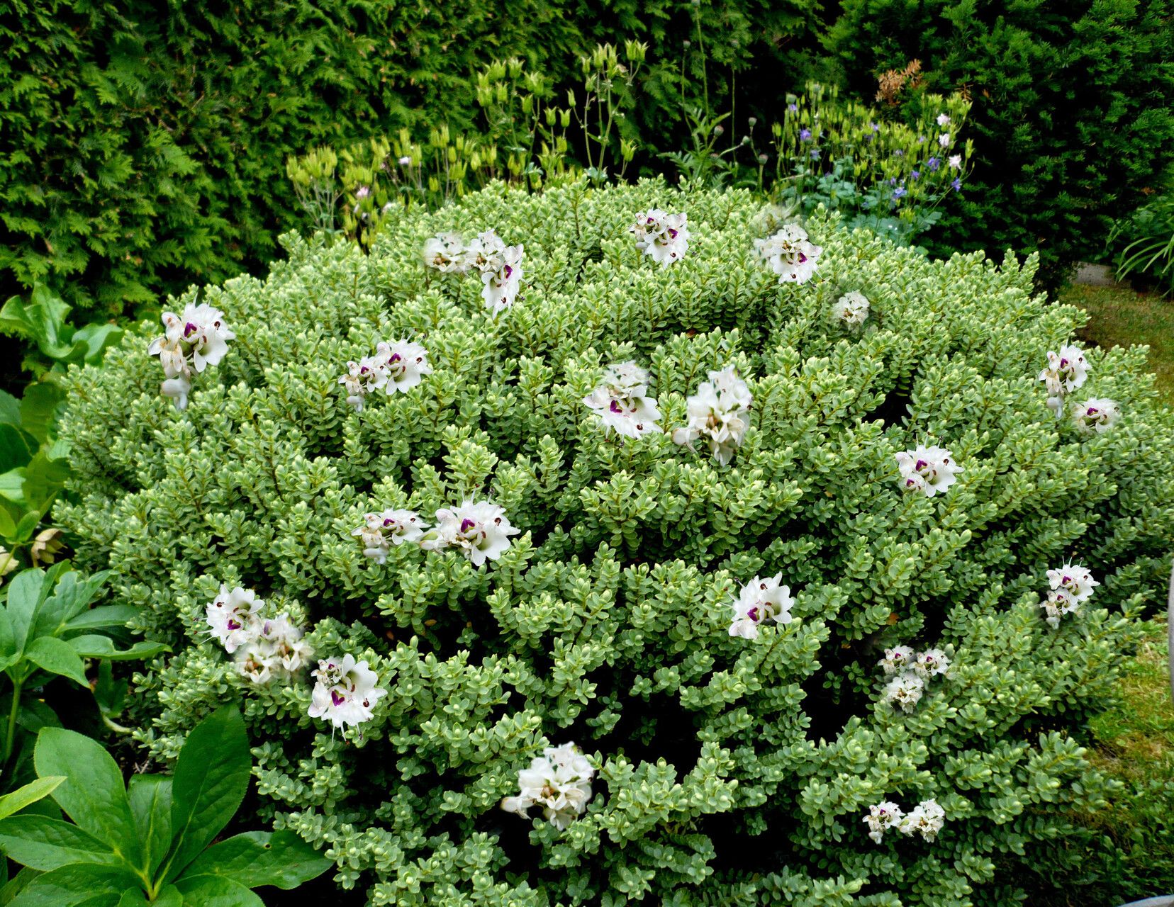 Veronica buchananii habit