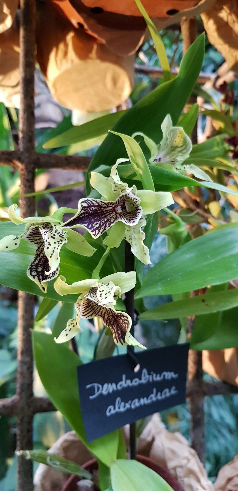 Dendrobium alexandrae flower
