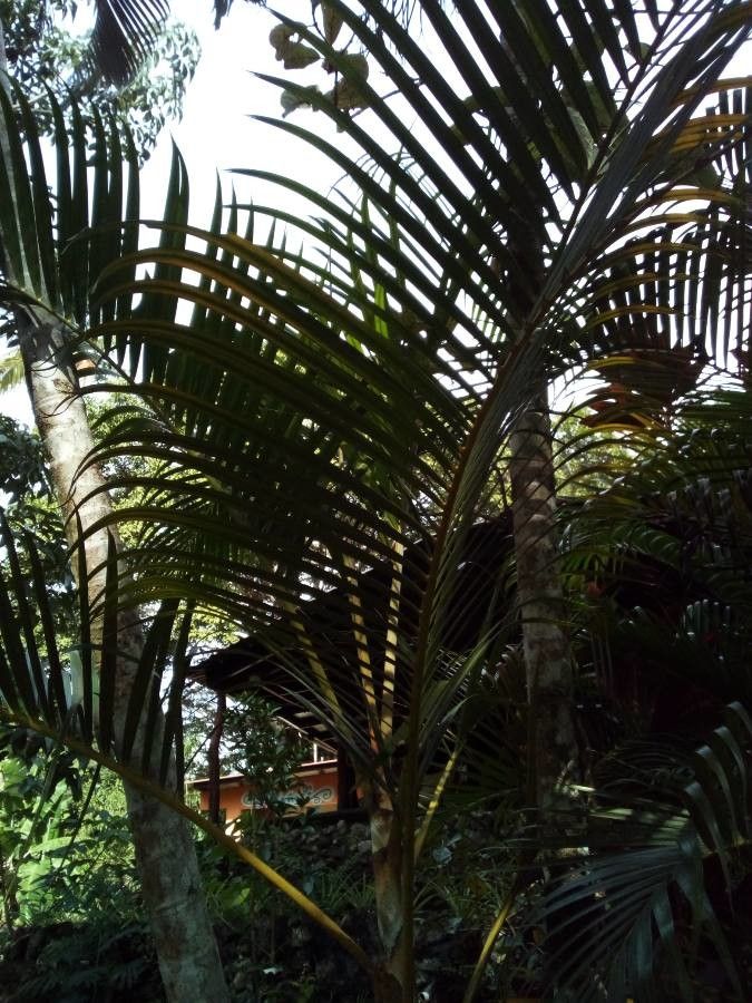 Prestoea decurrens leaf