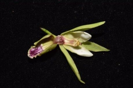 Eulophia plantaginea flower