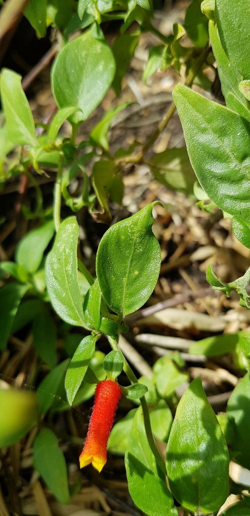 Manettia luteorubra — houseplant care guide