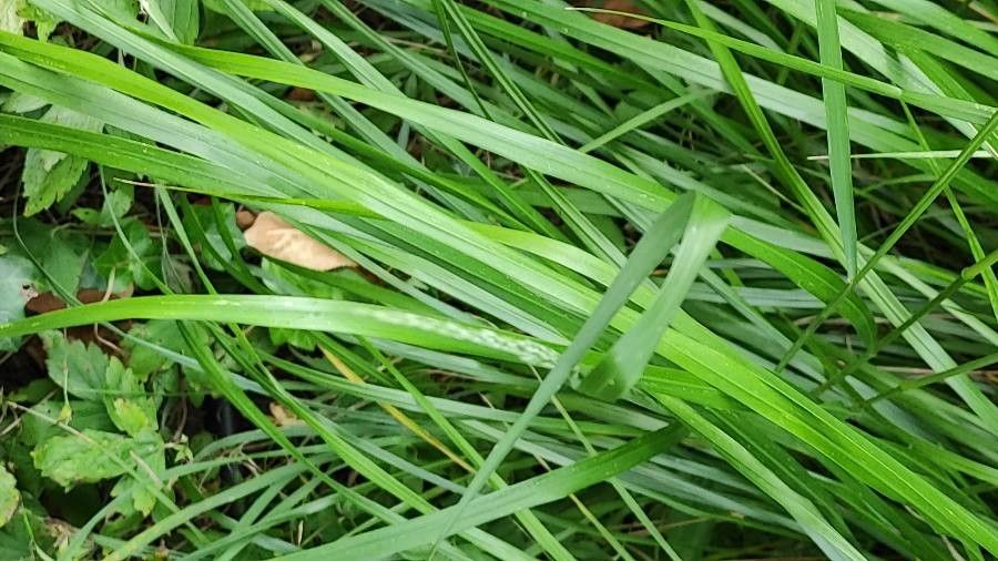 Calamagrostis linifolia — search result for 'Calamagrostis'