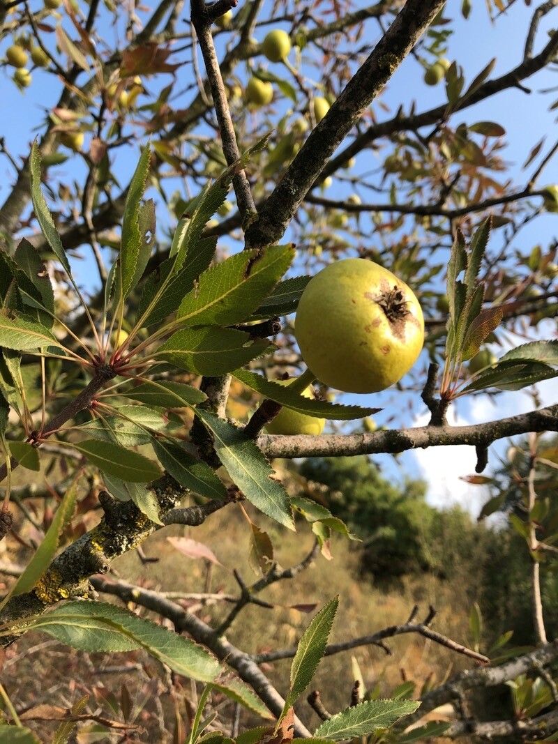 Pyrus syriaca fruit