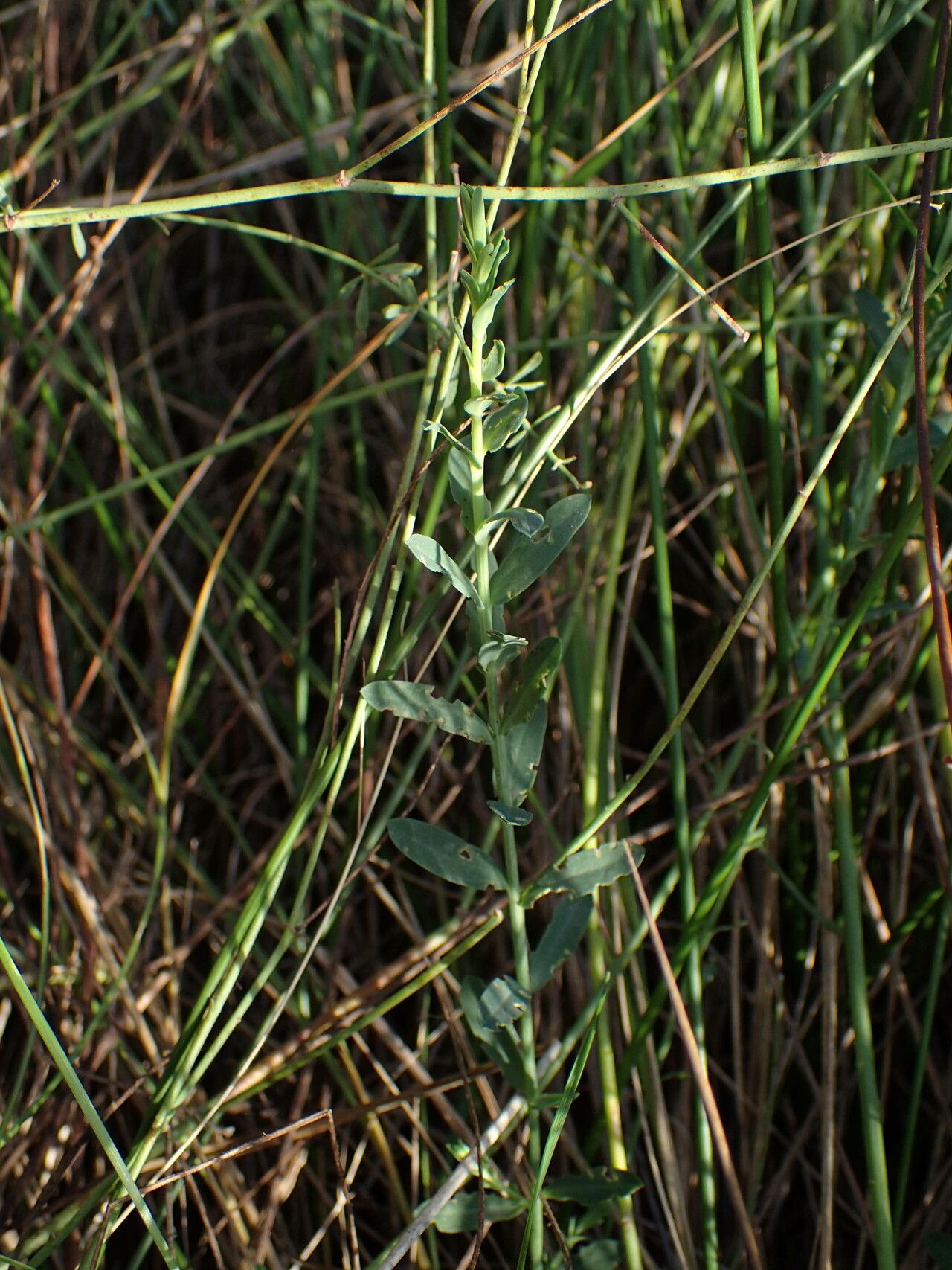 Linum maritimum leaf