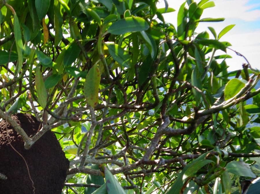 Stillingia argutedentata — related species from the same genus