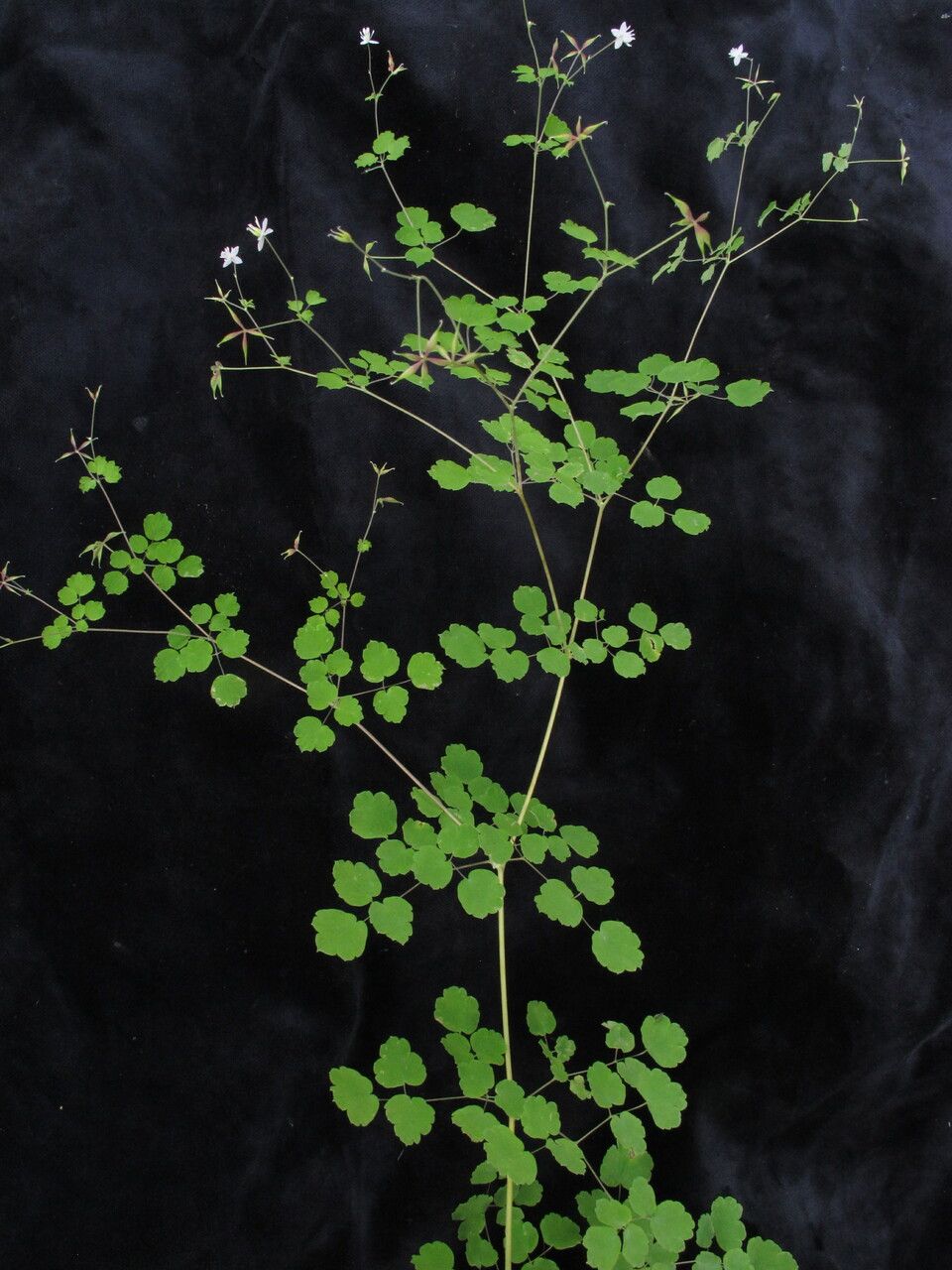 Thalictrum javanicum — houseplant care guide