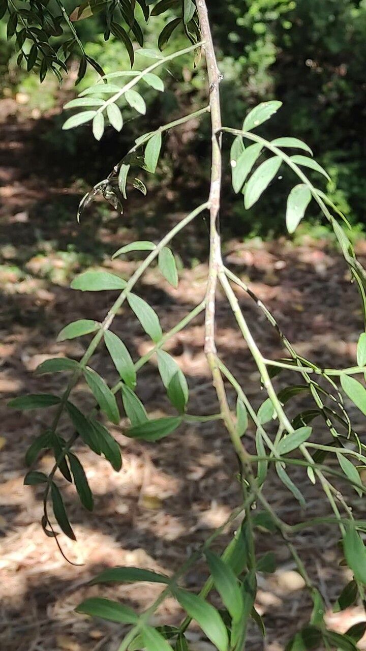 Schinus weinmannifolius leaf