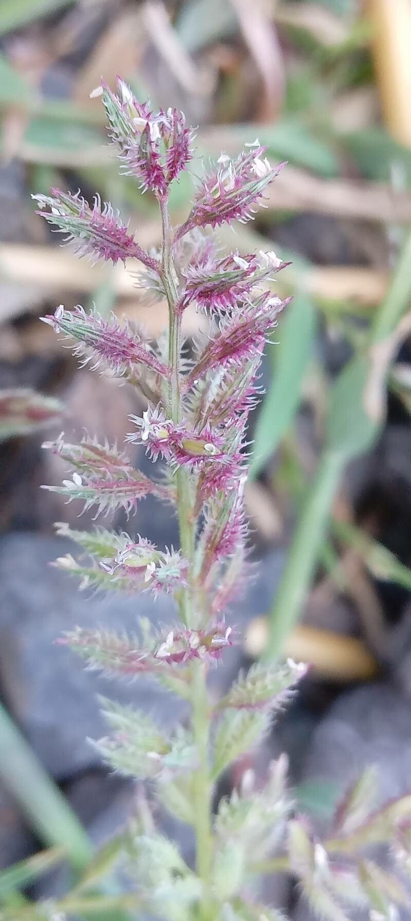 Tragus racemosus flower