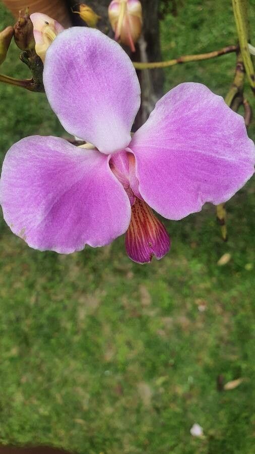 Papilionanthe teres flower