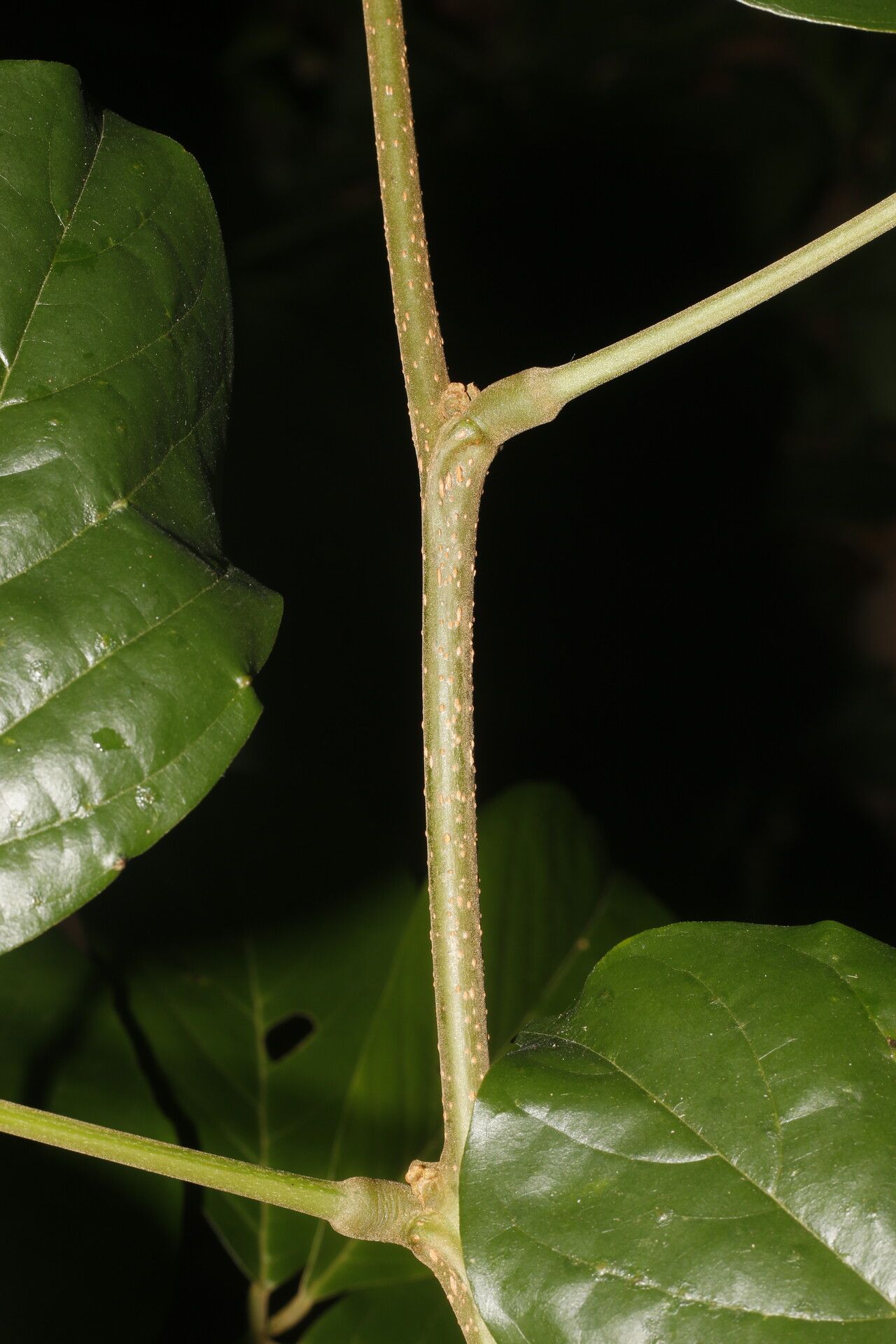 Lonchocarpus macrophyllus bark