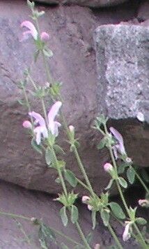 Eriophyton tibeticum — related species from the same genus