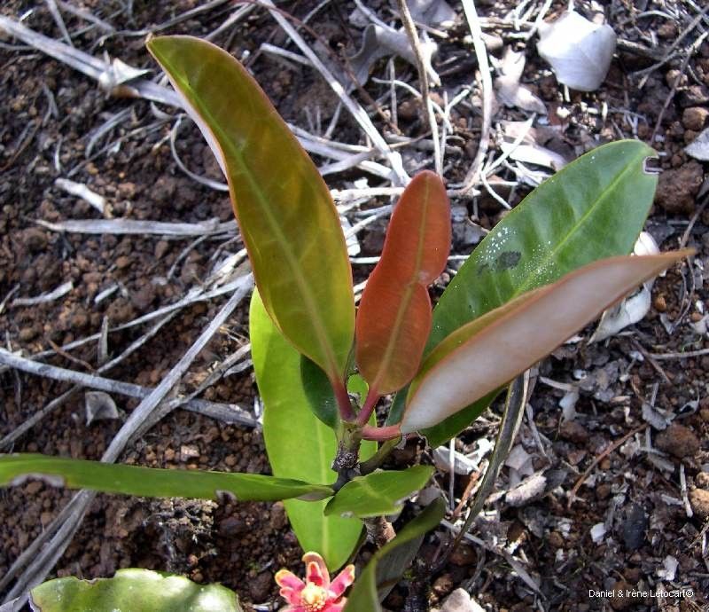 Zygogynum baillonii — related species from the same genus