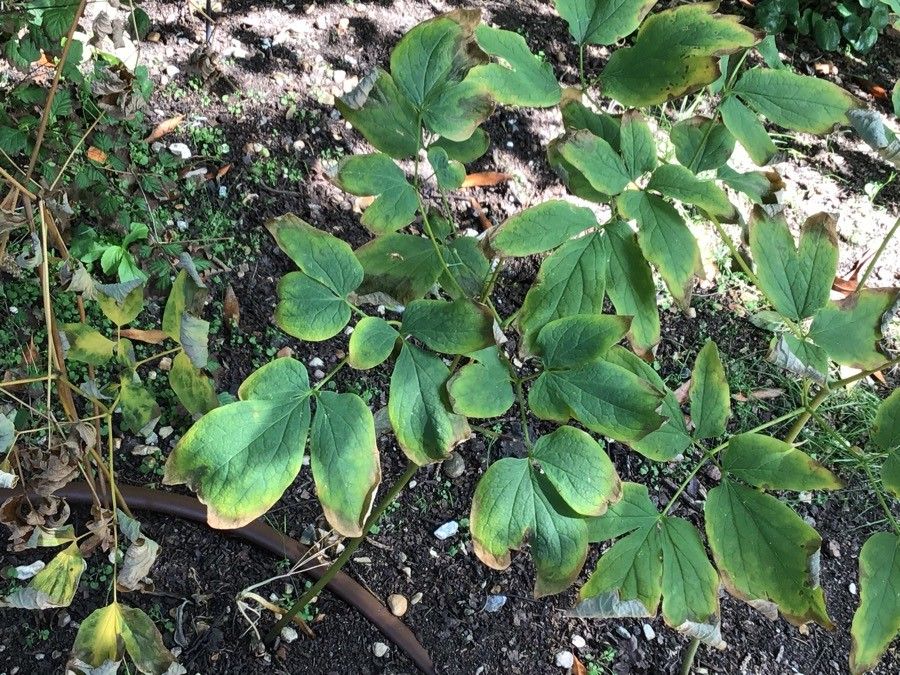 Caulophyllum thalictroides