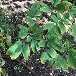 Caulophyllum thalictroides