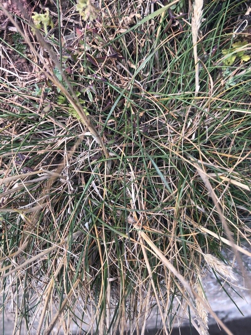 Phleum arenarium — related species from the same genus