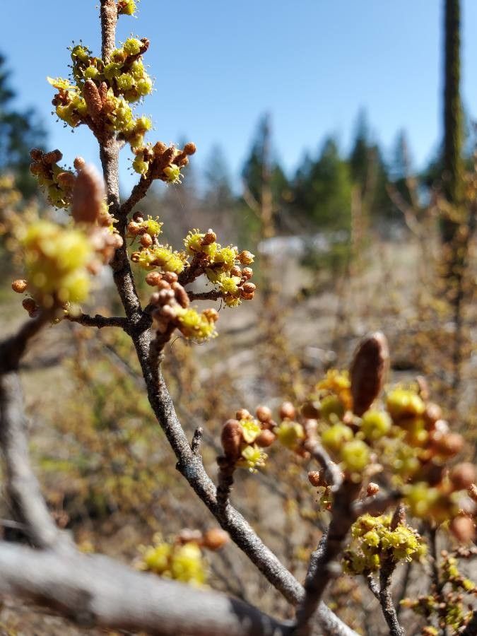 Shepherdia canadensis flower
