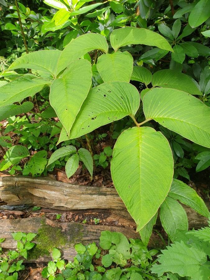 Arisaema speciosum leaf