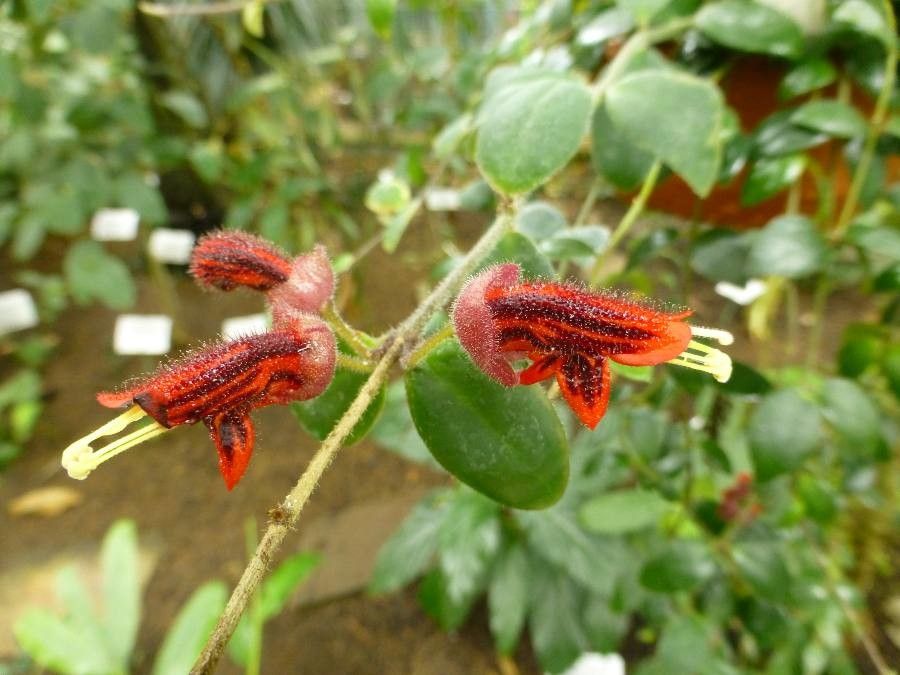 Aeschynanthus tricolor — search result for 'Aeschynanthus'
