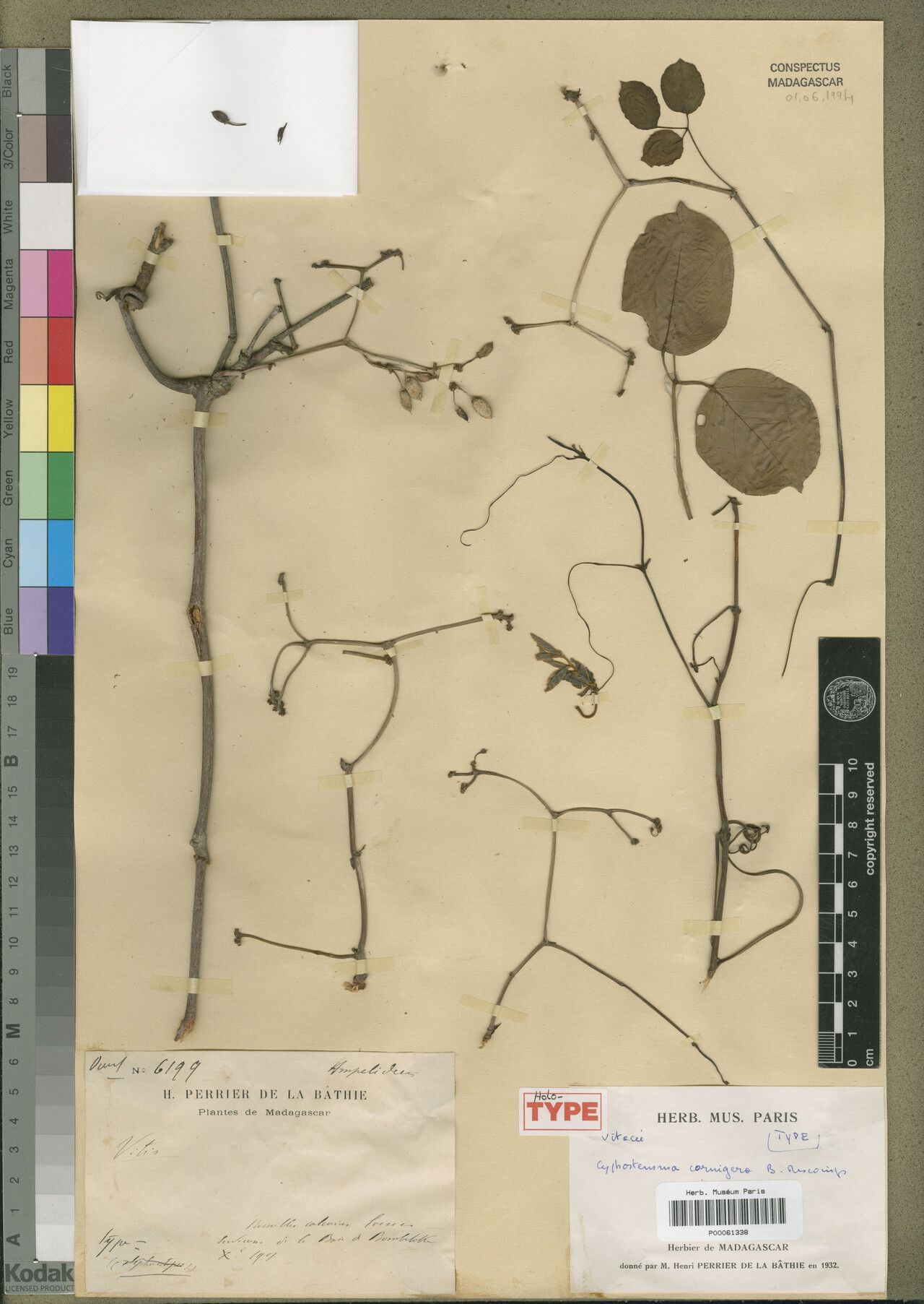 Cyphostemma cornigera — search result for 'Cyphostemma'