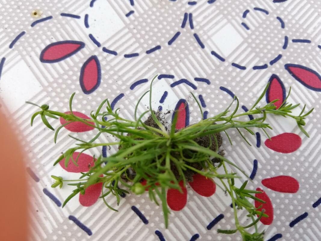 Sagina japonica habit