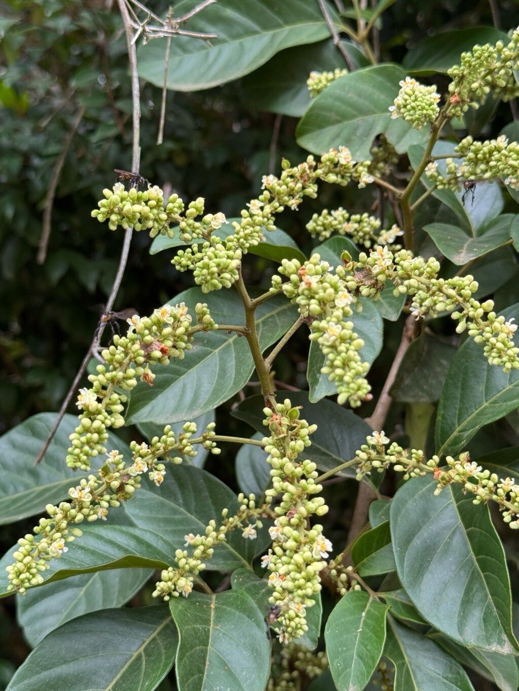 Paullinia revoluta flower