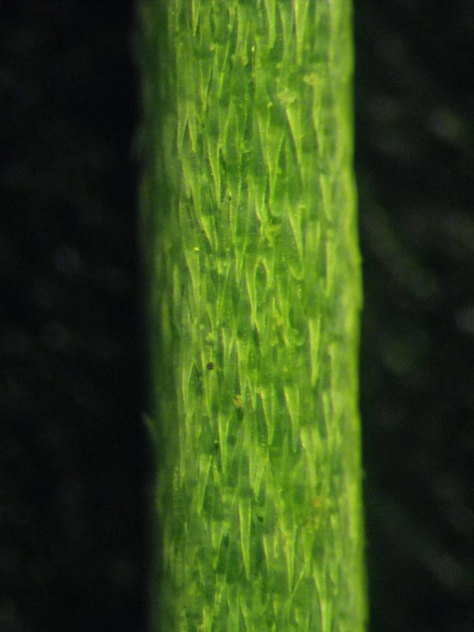 Erysimum nevadense bark