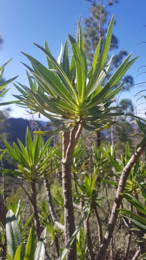 Echium onosmifolium leaf