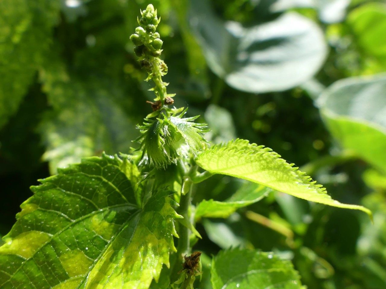 Tragia furialis flower