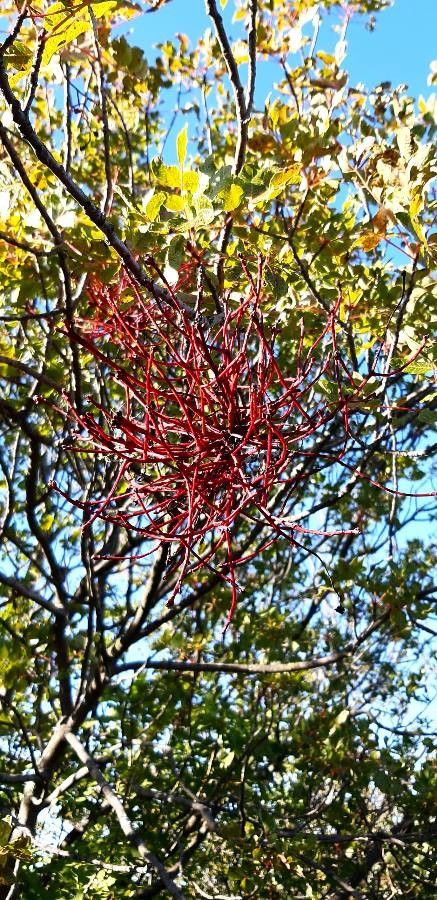 Clinosperma bracteale — related species from the same genus
