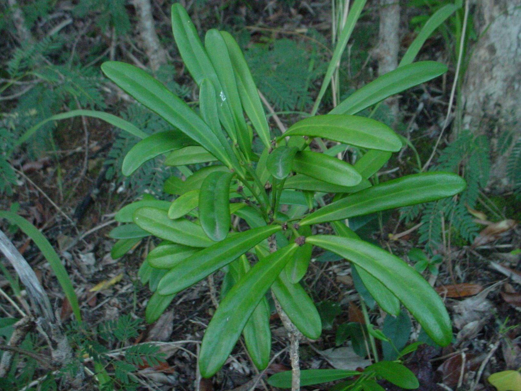 Phyllanthus conjugatus other