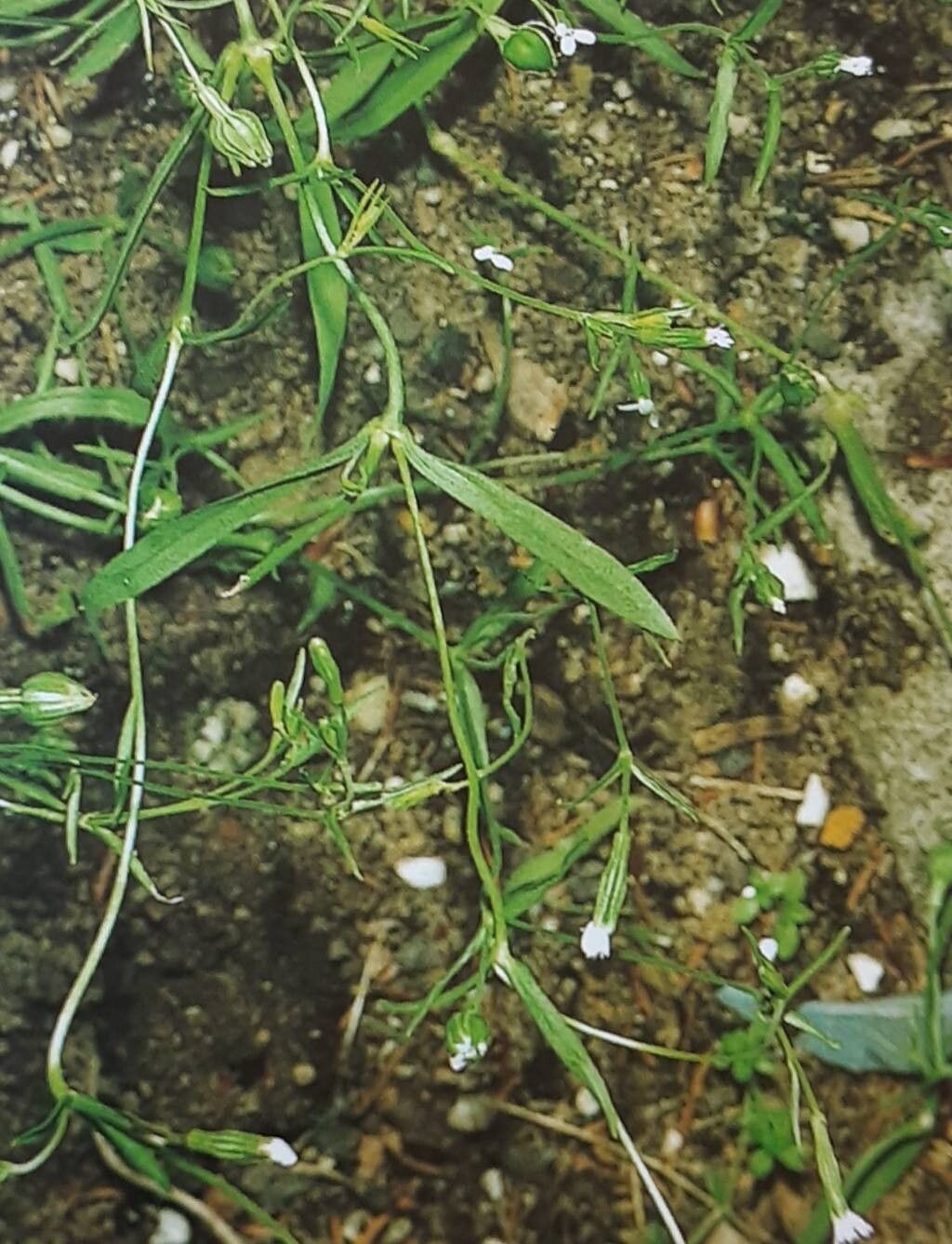 Silene linicola — houseplant care guide