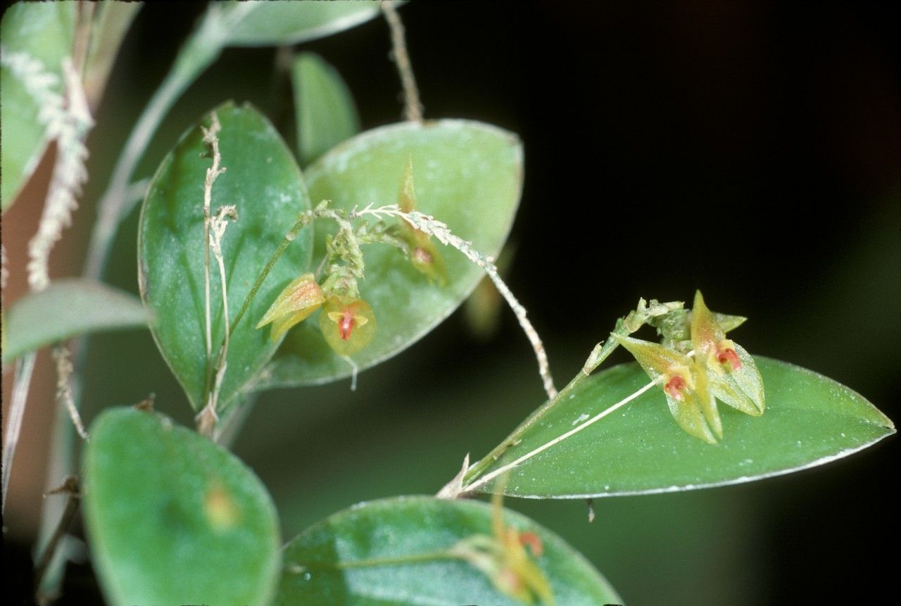 Lepanthes tridentata flower