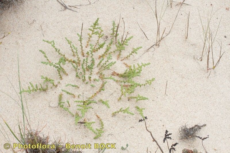 Herniaria maritima habit