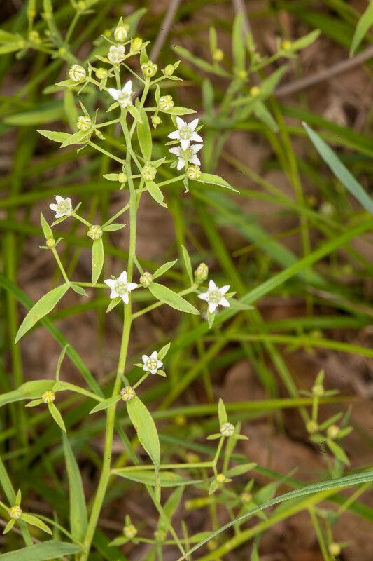 Thesium linophyllon flower