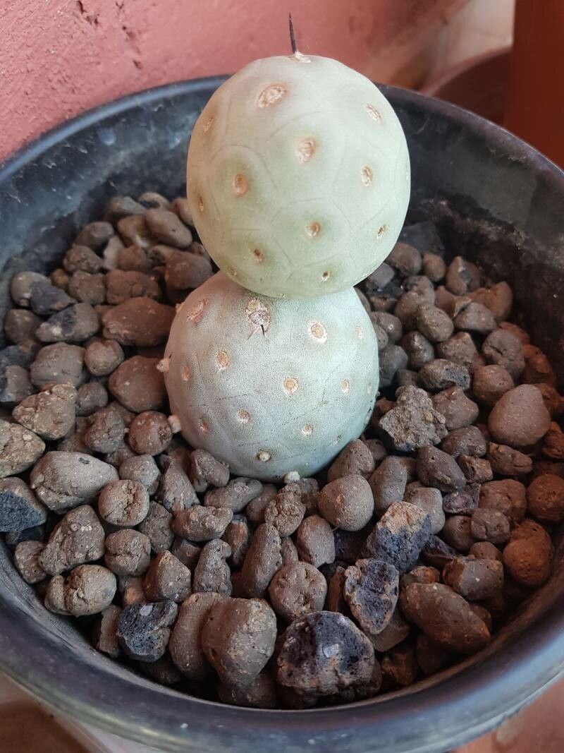 Tephrocactus geometricus flower